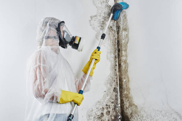 Best Certified Mold Removal  in Loch Sheldrake, NY