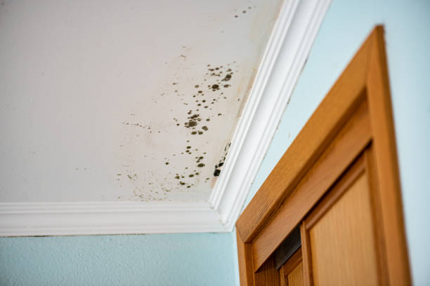 Best Professional Mold Removal  in Loch Sheldrake, NY