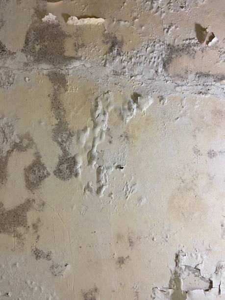 Crawl Space Mold Removal in Loch Sheldrake, NY