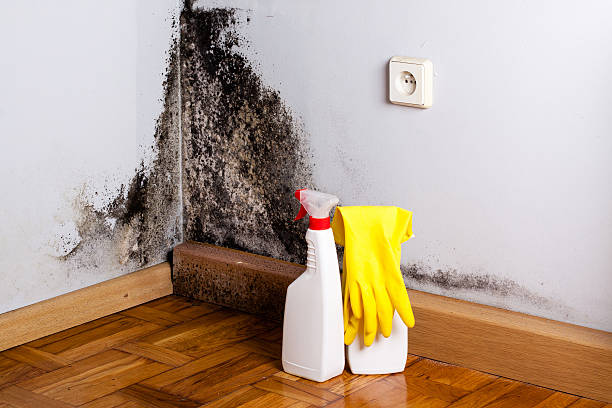 Best Commercial Mold Removal  in Loch Sheldrake, NY